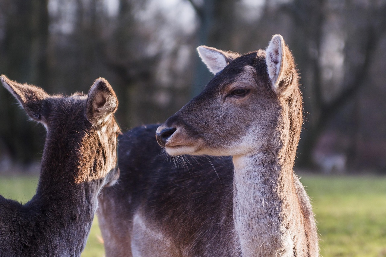 deer, deers, animals, mammals, nature, wild park, wild life, düsseldorf, grafenberg, wildpark